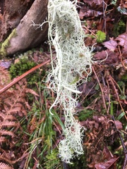 Usnea articulata