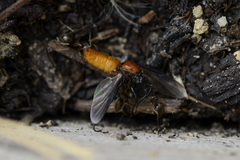 Bibio hortulanus