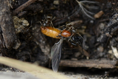 Bibio hortulanus