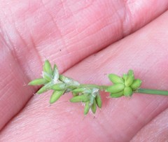 Carex loliacea