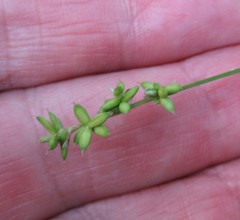 Carex loliacea