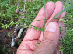 Carex loliacea