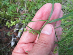 Carex loliacea