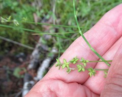 Carex loliacea