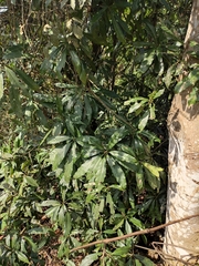 Lindera megaphylla