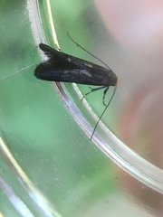 Spuleria flavicaput