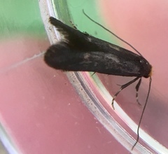 Spuleria flavicaput