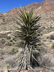 Yucca faxoniana