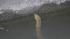 Helicops angulatus