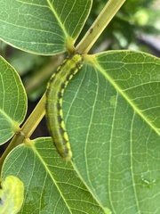 Phoebis philea