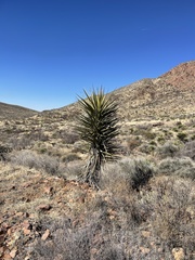Yucca faxoniana