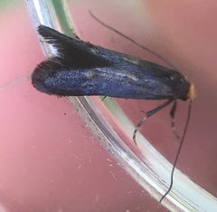 Spuleria flavicaput