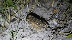 Rhinella marina