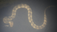 Helicops angulatus
