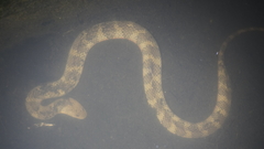 Helicops angulatus