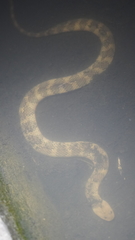 Helicops angulatus