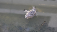Rhinella marina