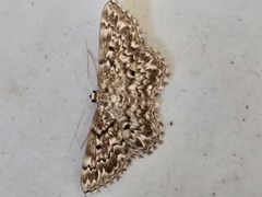 Scopula inscriptata