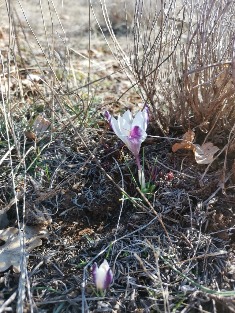 Crocus weldenii; photograph Ljaž, CC BY, iNaturalist via GBIF