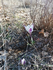 Crocus weldenii