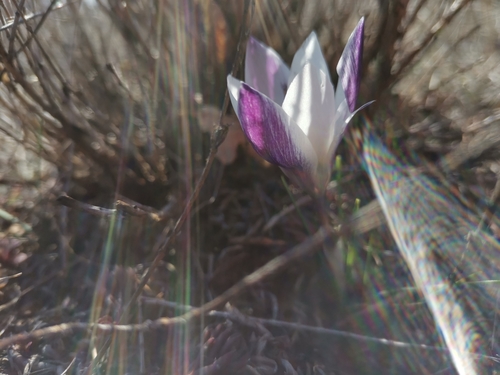 Crocus weldenii, photograph 1