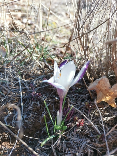 Crocus weldenii, photograph 2
