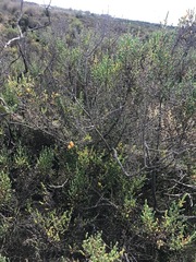 Tecticornia arbuscula