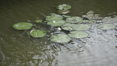 Nymphaea