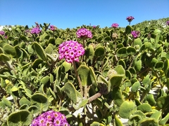 Abronia maritima × latifolia
