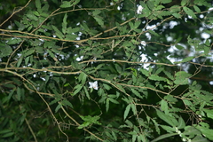 Camellia salicifolia