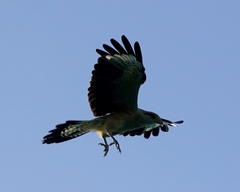 Daptrius chimachima