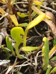 Selliera radicans