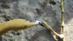 Coccoidea