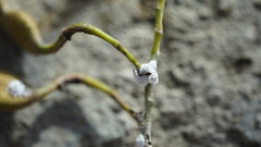 Coccoidea