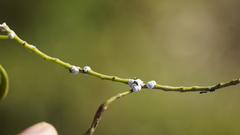 Coccoidea