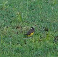 Pitangus sulphuratus