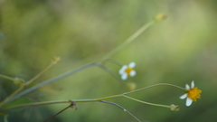 Bidens
