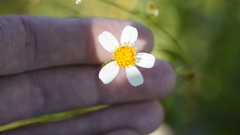 Bidens