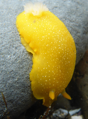 Doriopsilla albopunctata