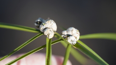 Testicularia