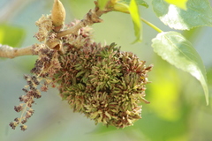 Eriophyes neoessigi