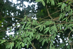 Camellia salicifolia