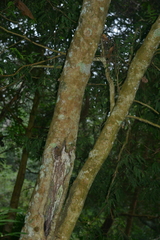 Camellia salicifolia