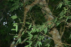 Camellia salicifolia