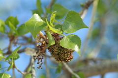 Eriophyes neoessigi