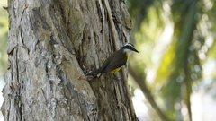 Pitangus sulphuratus