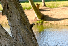Pitangus sulphuratus