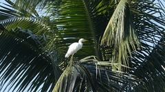 Bubulcus ibis