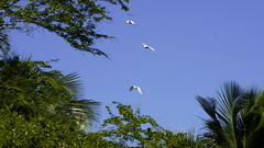 Bubulcus ibis