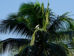 Bubulcus ibis